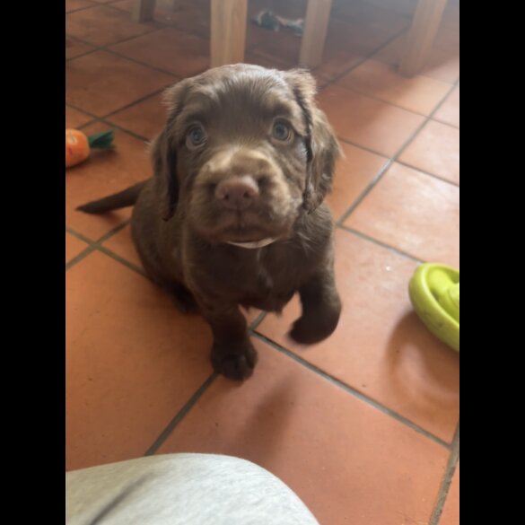 Cocker Spaniel (Working &amp; Show) - Both
