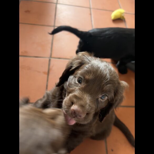 Cocker Spaniel (Working &amp; Show) - Both