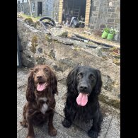 Cocker Spaniel (Working &amp; Show) - Both