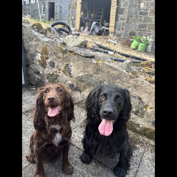 Cocker Spaniel (Working &amp; Show) - Both