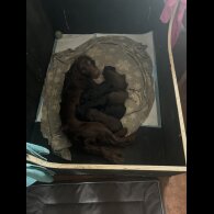 Cocker Spaniel (Working &amp; Show) - Both