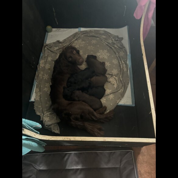 Cocker Spaniel (Working &amp; Show) - Both