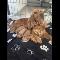 Cocker Spaniel (Working &amp; Show) - Both