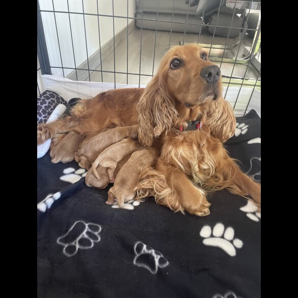 Cocker Spaniel (Working &amp; Show) - Both