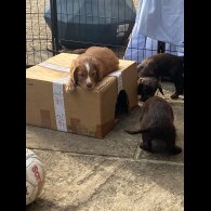 Cocker Spaniel (Working &amp; Show) - Both