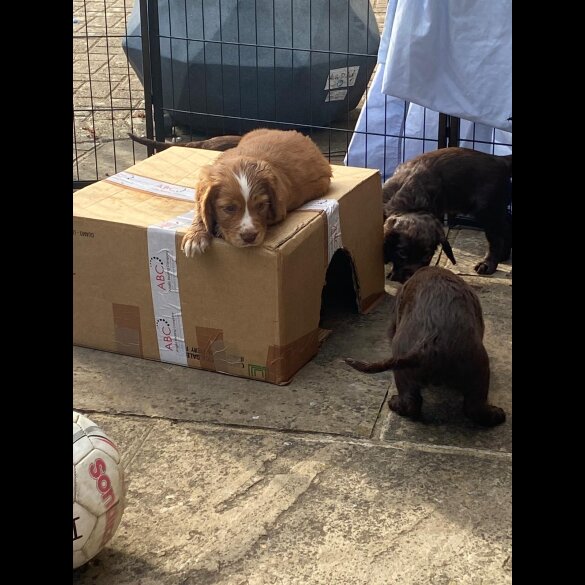 Cocker Spaniel (Working &amp; Show) - Both