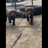 Cocker Spaniel (Working &amp; Show) - Both