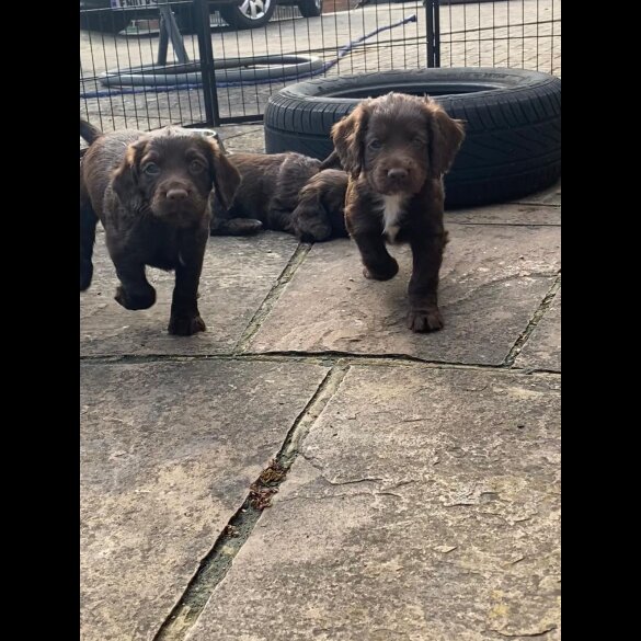 Cocker Spaniel (Working &amp; Show) - Both