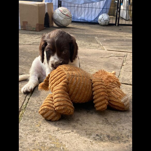 Cocker Spaniel (Working &amp; Show) - Both