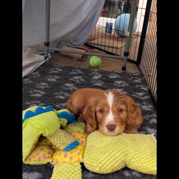 Cocker Spaniel (Working &amp; Show) - Both