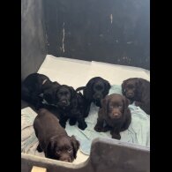 Cocker Spaniel (Working &amp; Show) - Both
