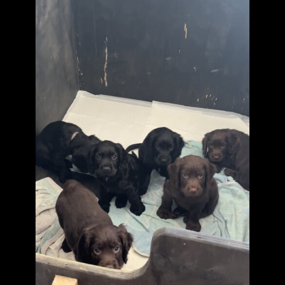 Cocker Spaniel (Working &amp; Show) - Both