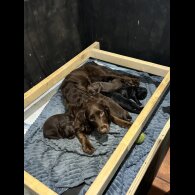 Cocker Spaniel (Working &amp; Show) - Both