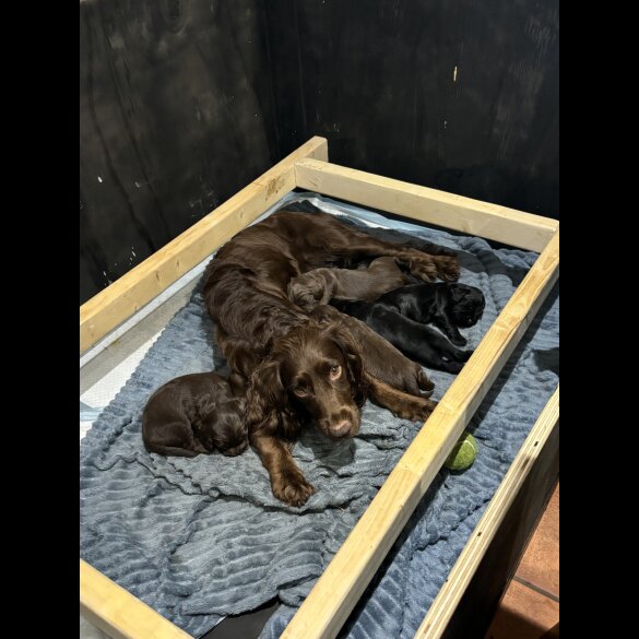 Cocker Spaniel (Working &amp; Show) - Both