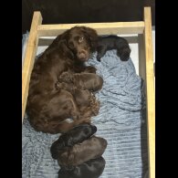 Cocker Spaniel (Working &amp; Show) - Both