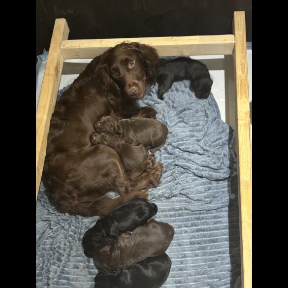 Cocker Spaniel (Working &amp; Show) - Both