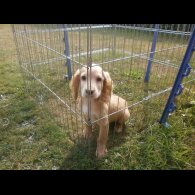 Cocker Spaniel (Working &amp; Show) - Dogs