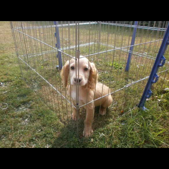 Cocker Spaniel (Working &amp; Show) - Dogs