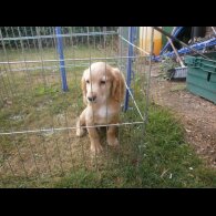 Cocker Spaniel (Working &amp; Show) - Dogs