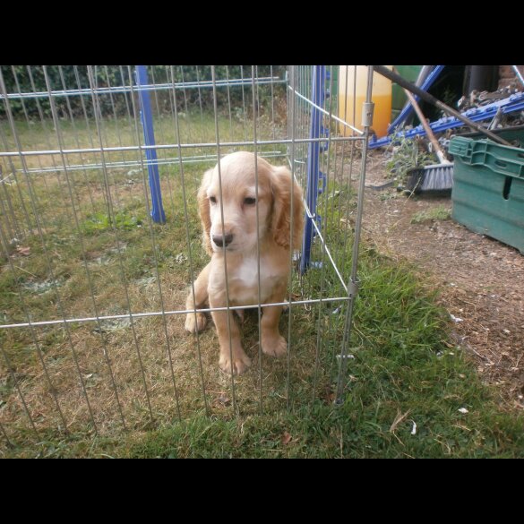 Cocker Spaniel (Working &amp; Show) - Dogs