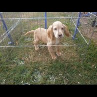 Cocker Spaniel (Working &amp; Show) - Dogs