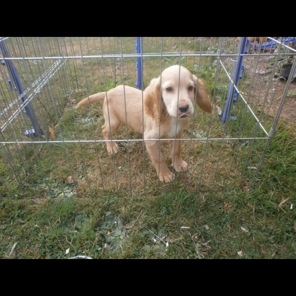 Cocker Spaniel (Working &amp; Show) - Dogs