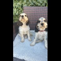Cocker Spaniel (Working &amp; Show) - Both
