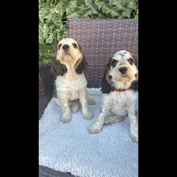 Cocker Spaniel (Working &amp; Show) - Both