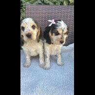 Cocker Spaniel (Working &amp; Show) - Both