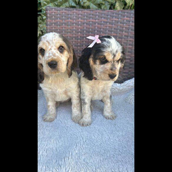 Cocker Spaniel (Working &amp; Show) - Both
