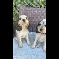 Cocker Spaniel (Working &amp; Show) - Both
