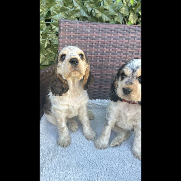 Cocker Spaniel (Working &amp; Show) - Both