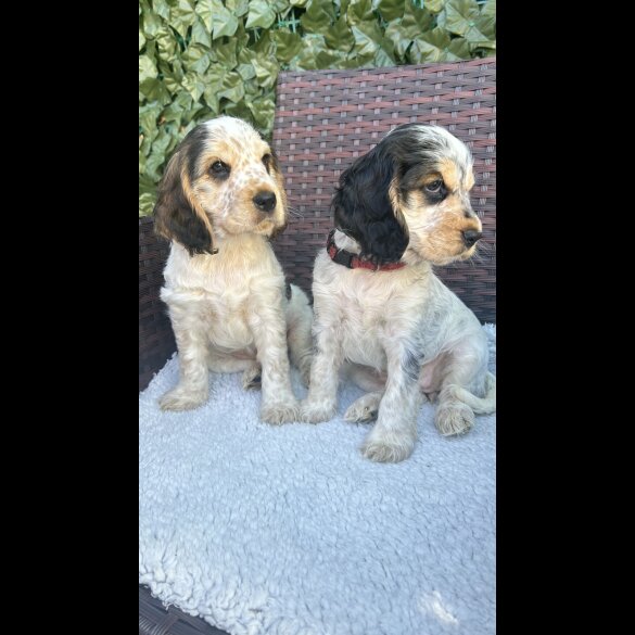Cocker Spaniel (Working &amp; Show) - Both