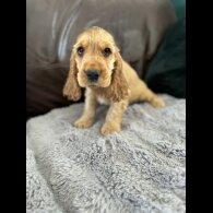 Cocker Spaniel (Working &amp; Show) - Dogs