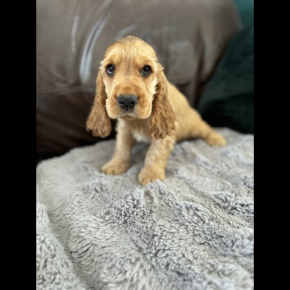 Cocker Spaniel (Working &amp; Show) - Dogs