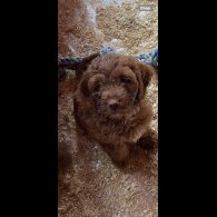 Cockapoo - Dogs