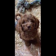 Cockapoo - Dogs