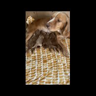 Cockapoo - Dogs