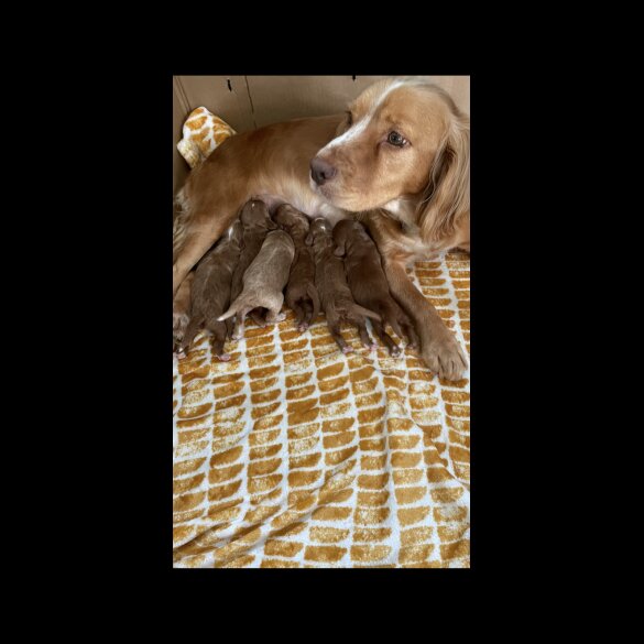 Cockapoo - Dogs