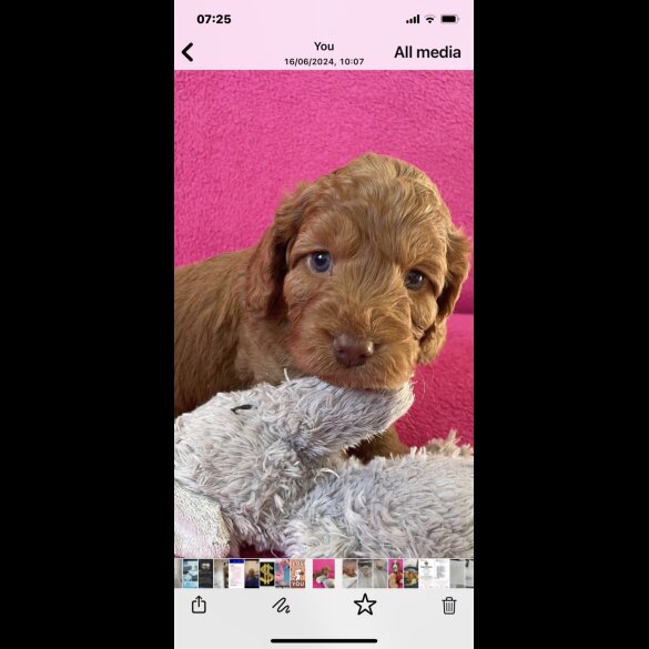 Cockapoo - Dogs