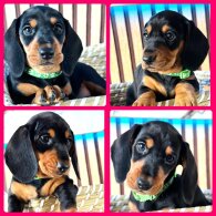 Dachshund (Standard &amp; Miniature) - Both