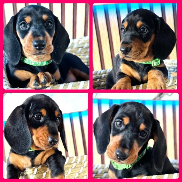 Dachshund (Standard &amp; Miniature) - Both