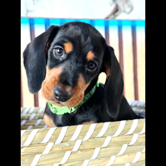 Dachshund (Standard &amp; Miniature) - Both