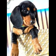 Dachshund (Standard &amp; Miniature) - Both