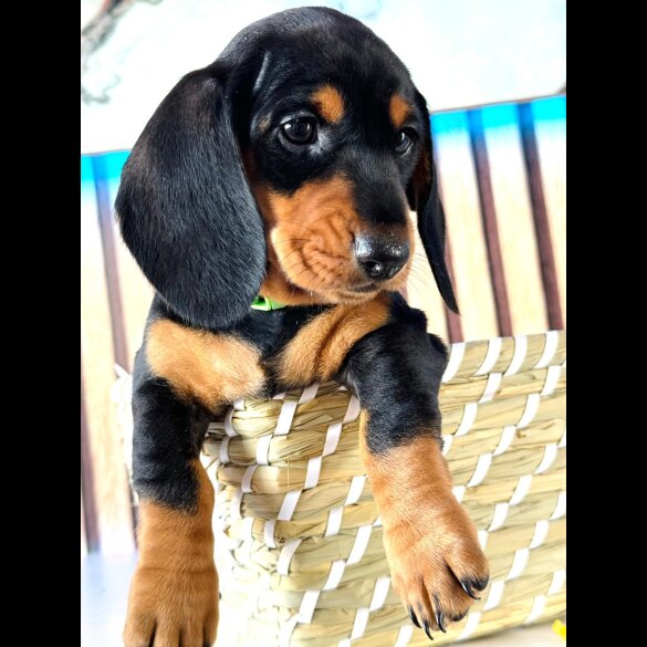 Dachshund (Standard &amp; Miniature) - Both