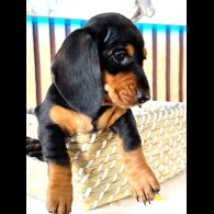 Dachshund (Standard &amp; Miniature) - Both