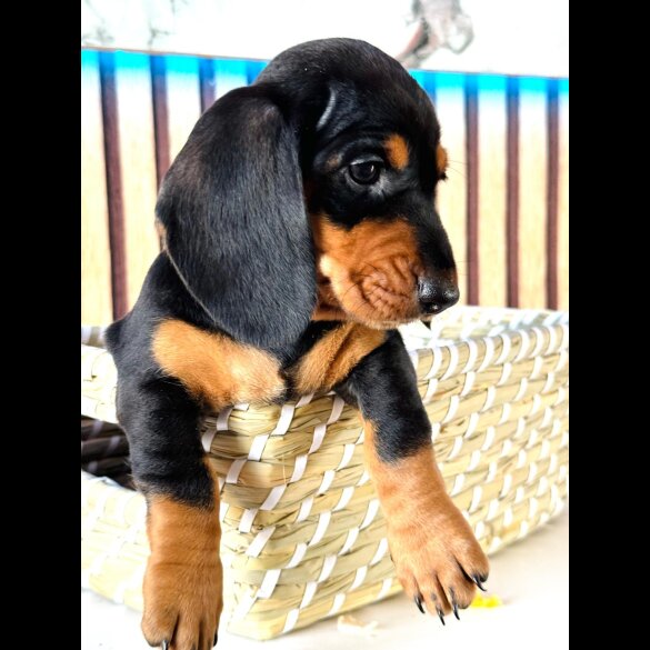 Dachshund (Standard &amp; Miniature) - Both