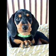 Dachshund (Standard &amp; Miniature) - Both