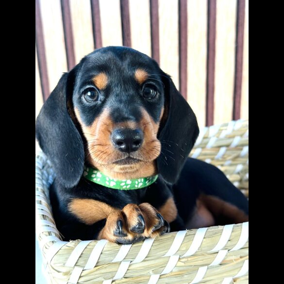 Dachshund (Standard &amp; Miniature) - Both