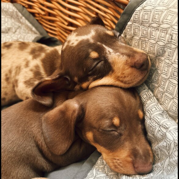 Dachshund (Standard &amp; Miniature) - Both